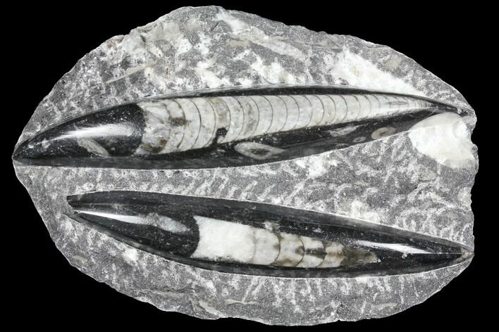 Polished Orthoceras (Cephalopod) Fossils - Morocco #96618